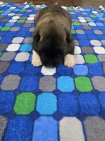 Crapone, a male Akita for sale in Croswell, MI – 3 of 3