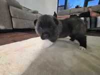 Swiss, a female Akita for sale in Croswell, MI – 5 of 5