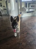 Blue bring her home today!!!, a female Akita for sale in Croswell, MI – Photo 2 of 7