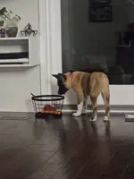 Blue bring her home today!!!, a female Akita for sale in Croswell, MI – Photo 6 of 7