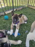 Blue bring her home today!!!, a female Akita for sale in Croswell, MI – Photo 1 of 7