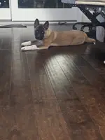 Blue bring her home today!!!, a female Akita for sale in Croswell, MI – Photo 5 of 7