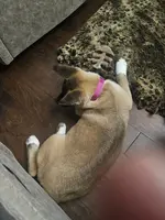 Blue bring her home today!!!, a female Akita for sale in Croswell, MI – Photo 4 of 7