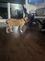 Blue bring her home today!!!, a female Akita for sale in Croswell, MI – Photo 7 of 7