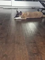 Blue bring her home today!!!, a female Akita for sale in Croswell, MI – Photo 3 of 7