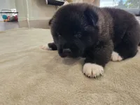 Ricotta, a female Akita for sale in Croswell, MI – 3 of 6