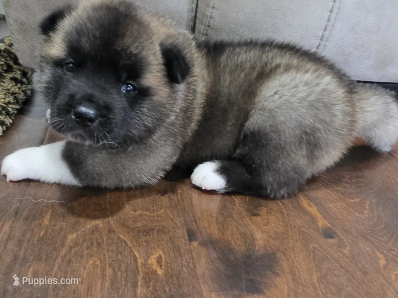 Gouda – Akita puppy for sale in Croswell, MI