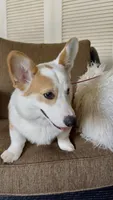 Barney, a male Pembroke Welsh Corgi for sale in Riverside, CA – 5 of 8