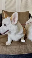 Barney, a male Pembroke Welsh Corgi for sale in Riverside, CA – 4 of 8