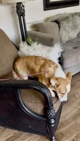 Fred, a male Pembroke Welsh Corgi for sale in Riverside, CA – 2 of 7