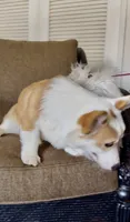 Barney, a male Pembroke Welsh Corgi for sale in Riverside, CA – 2 of 8