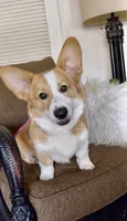 Fred, a male Pembroke Welsh Corgi for sale in Riverside, CA – 5 of 7