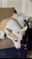 Barney, a male Pembroke Welsh Corgi for sale in Riverside, CA – 6 of 8