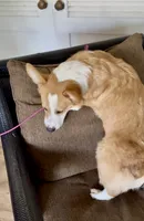 Fred, a male Pembroke Welsh Corgi for sale in Riverside, CA – 3 of 7