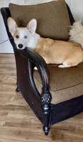 Barney, a male Pembroke Welsh Corgi for sale in Riverside, CA – 7 of 8