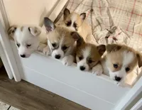 Barney, a male Pembroke Welsh Corgi for sale in Riverside, CA – Photo 10 of 10