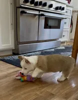 Barney, a male Pembroke Welsh Corgi for sale in Riverside, CA – Photo 4 of 10