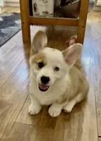 Barney, a male Pembroke Welsh Corgi for sale in Riverside, CA – Photo 6 of 10