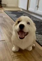 Barney, a male Pembroke Welsh Corgi for sale in Riverside, CA – Photo 2 of 10