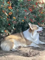 Barney, a male Pembroke Welsh Corgi for sale in Riverside, CA – Photo 9 of 10