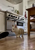 Barney, a male Pembroke Welsh Corgi for sale in Riverside, CA – Photo 8 of 10