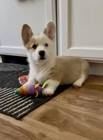 Barney, a male Pembroke Welsh Corgi for sale in Riverside, CA – Photo 7 of 10