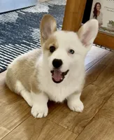 Barney, a male Pembroke Welsh Corgi for sale in Riverside, CA – Photo 3 of 10