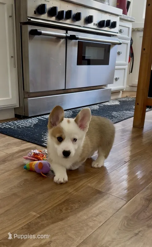Barney – Pembroke Welsh Corgi puppy for sale in Riverside, CA