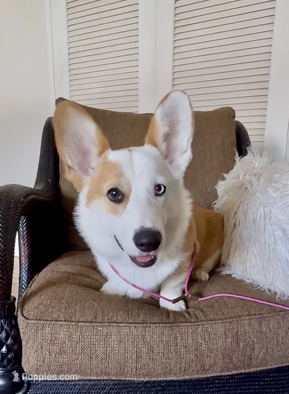 Barney – Pembroke Welsh Corgi puppy for sale in Riverside, CA