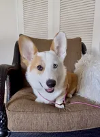 Barney, a male Pembroke Welsh Corgi for sale in Riverside, CA – 1 of 8