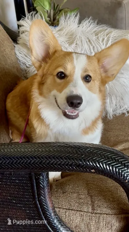 Fred – Pembroke Welsh Corgi puppy for sale in Riverside, CA