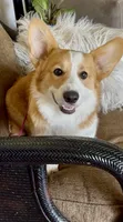 Fred, a male Pembroke Welsh Corgi for sale in Riverside, CA – 1 of 7