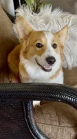 Fred, a male Pembroke Welsh Corgi for sale in Riverside, CA – 7 of 7