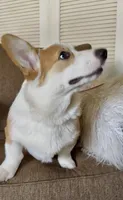 Barney, a male Pembroke Welsh Corgi for sale in Riverside, CA – 3 of 8