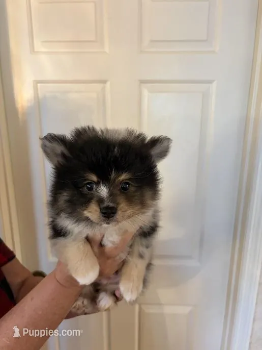 Louie F1B Generation Toy Pomsky – Pomsky puppy for sale in Sherwood, AR