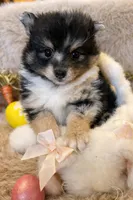 Louie F1B Generation Toy Pomsky, a male Pomsky for sale in Sherwood, AR – Photo 3 of 3