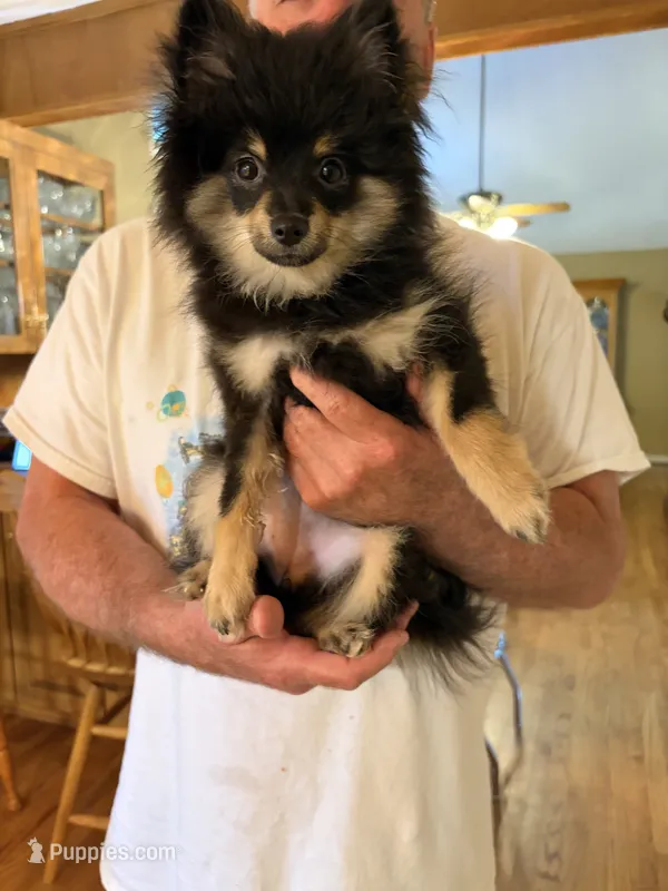 lola – Pomsky puppy for sale in Sherwood, AR