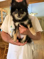 lola, a female Pomsky for sale in Sherwood, AR – 1 of 1