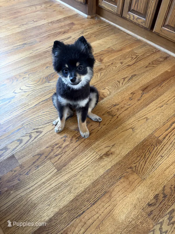 lola – Pomsky puppy for sale in Sherwood, AR