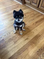 lola, a female Pomsky for sale in Sherwood, AR – 1 of 2