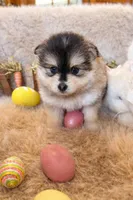 Luma F1b generation Toy pomsky , a male Pomsky for sale in Sherwood, AR – Photo 3 of 3