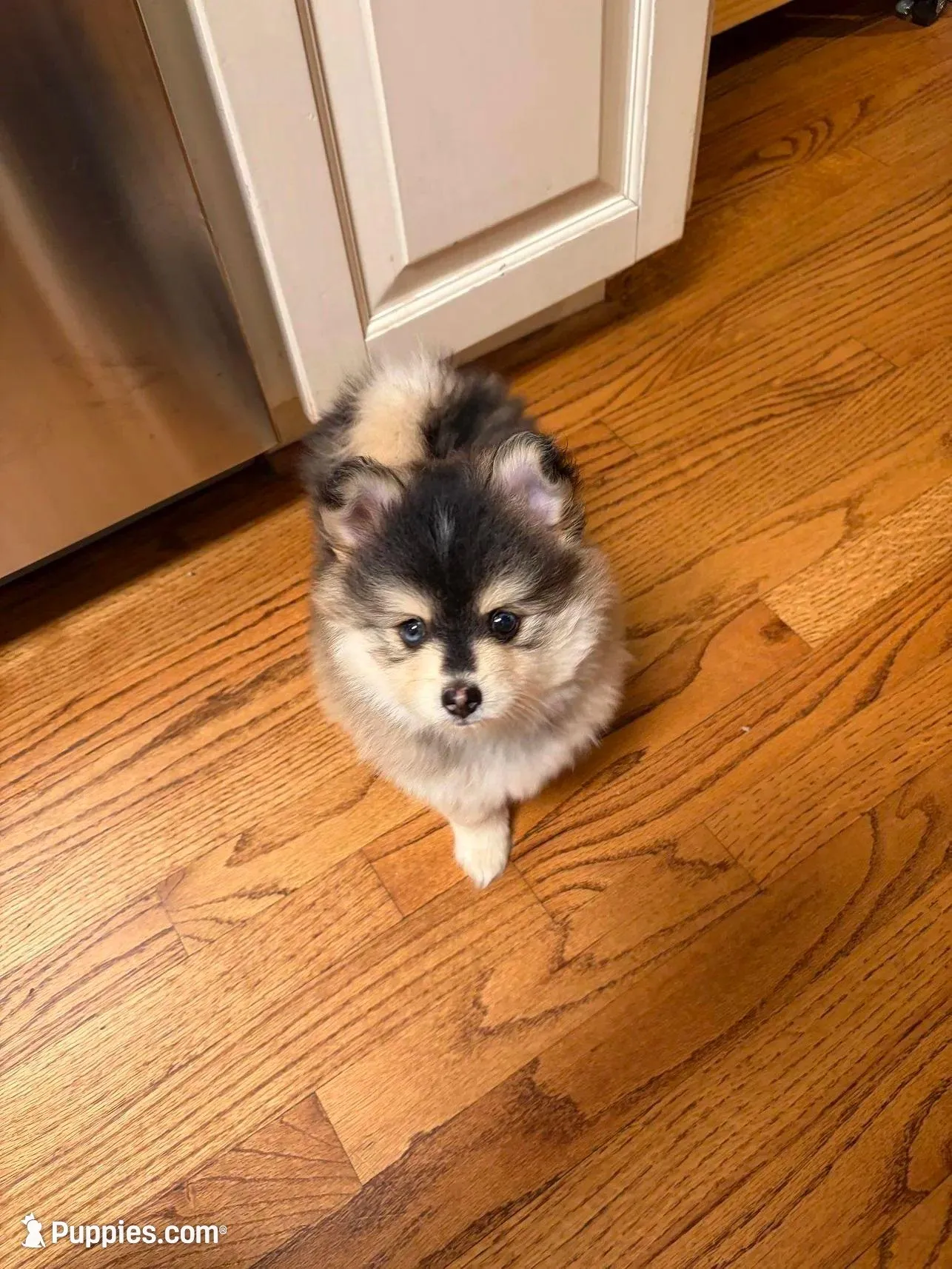 Luma F1b generation Toy pomsky , a male Pomsky for sale in Sherwood, AR – Photo 2 of 3