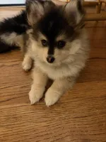  READY for A new HOME   Luma F1b generation Toy pomsky , a male Pomsky for sale in Sherwood, AR – Photo 4 of 4