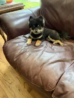 lola, a female Pomsky for sale in Sherwood, AR – 2 of 2