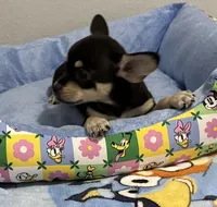 Bugsy , a male Chihuahua for sale in San Antonio, TX – 4 of 4
