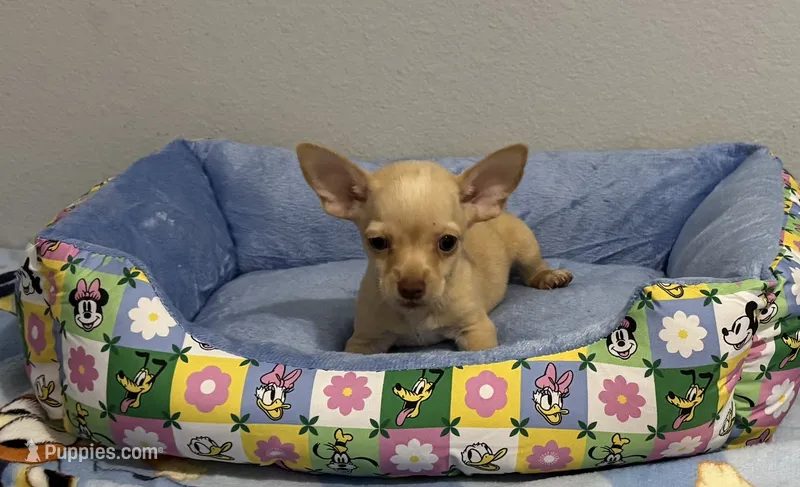 Lenny – Chihuahua puppy for sale in San Antonio, TX