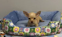 Lenny, a male Chihuahua for sale in San Antonio, TX – 1 of 3