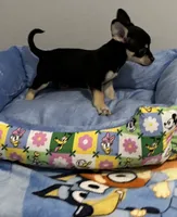 Bugsy , a male Chihuahua for sale in San Antonio, TX – 4 of 5