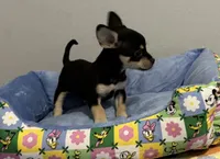 Bugsy , a male Chihuahua for sale in San Antonio, TX – 1 of 5