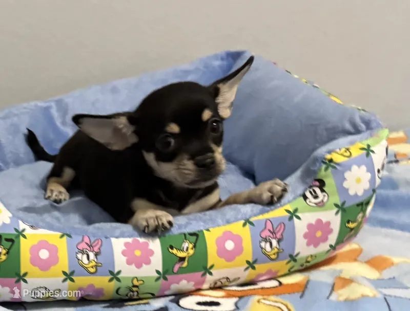 Bugsy  – Chihuahua puppy for sale in San Antonio, TX